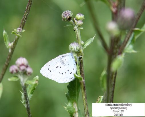 Modrásek krušinový - Celastrina argiolus